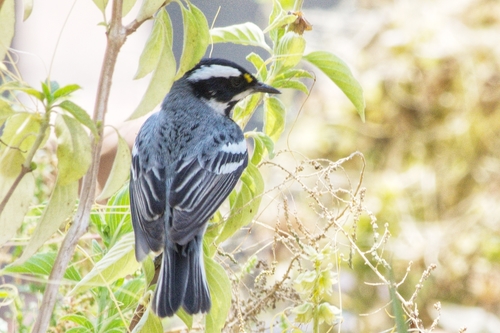 Black-throated Gray Warbler