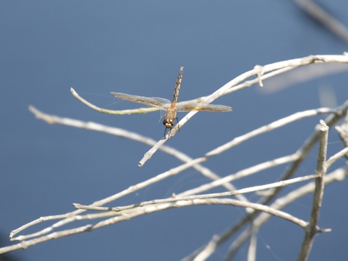 Tawny Pennant (Brachymesia herbida)
