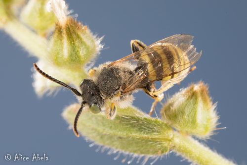 Nomada hesperia