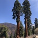 Giant Sequoia - Photo (c) AnaGaisiner, all rights reserved, uploaded by AnaGaisiner