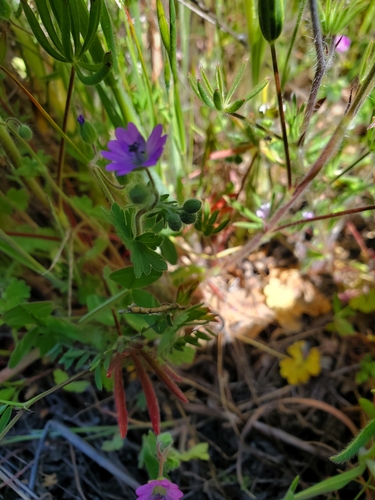 iNaturalist observation photo of Dove's-foot crane's-bill