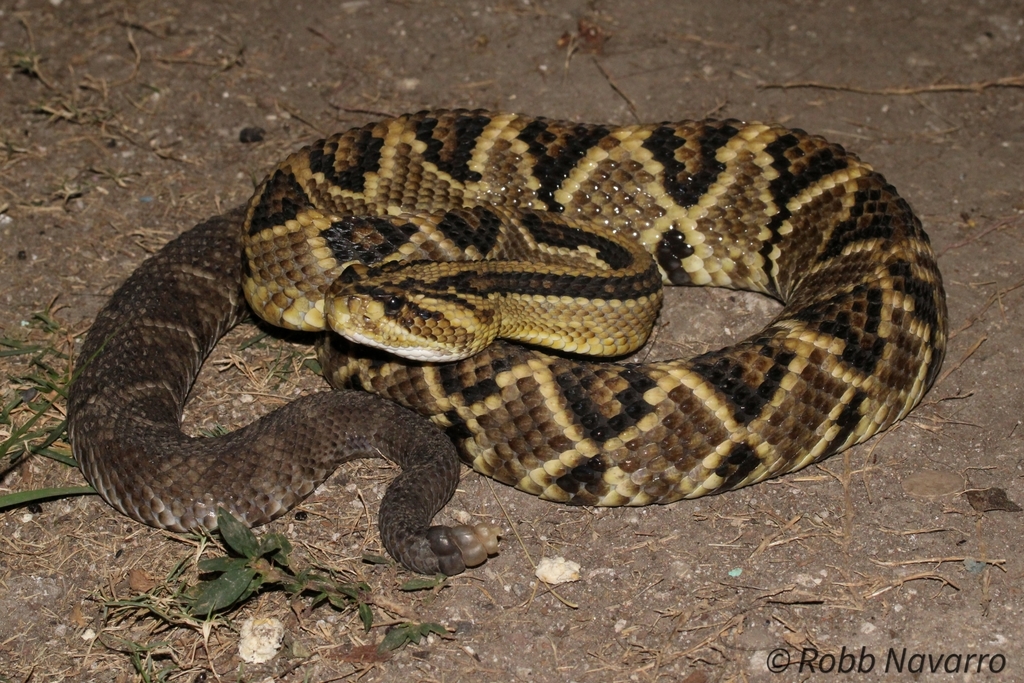 Veracruz Neotropical Rattlesnake (Crotalus mictlantecuhtli)