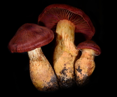 Cortinarius smithii image