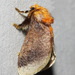 Painted Cup Moth - Photo (c) john lenagan, all rights reserved, uploaded by john lenagan