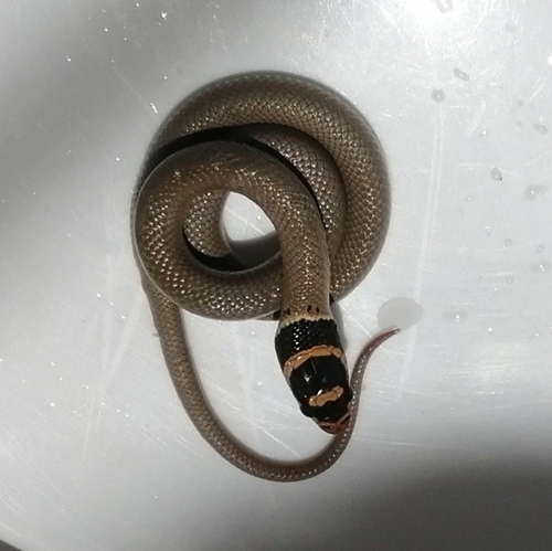 Ring-Headed Dwarf Snake