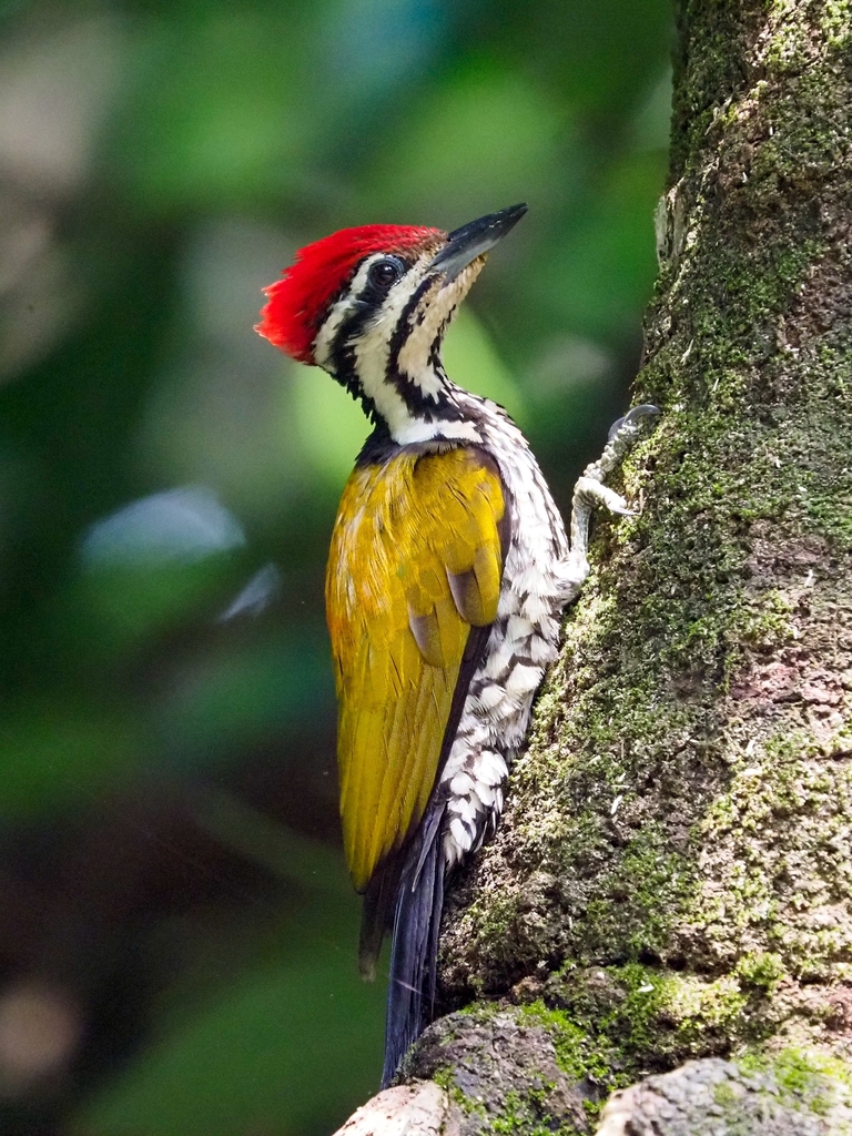 Common Flameback (Dinopium javanense) photo