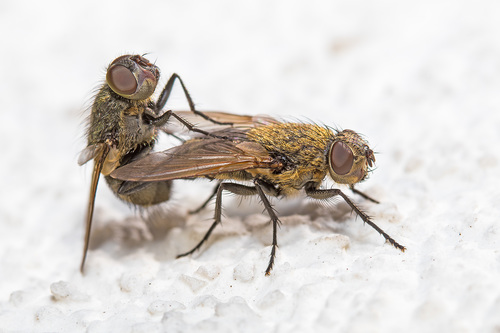 Pollenia