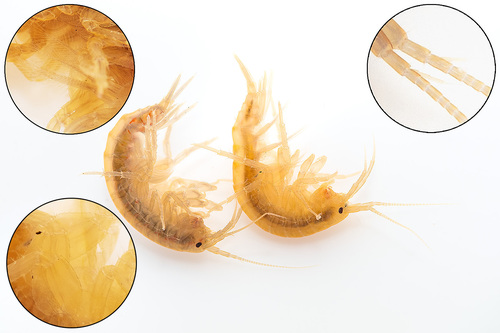Gammarus fossarum