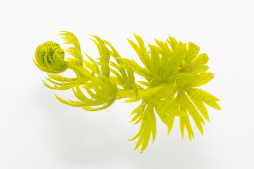 Utricularia minor