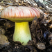 Brown Butter Bolete - Photo (c) anthony fisher, all rights reserved, uploaded by anthony fisher
