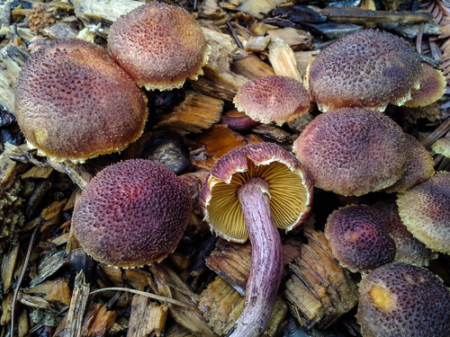 Yellow-gilled Gymnopilus