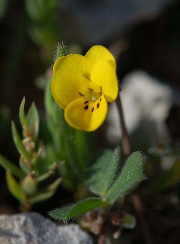 Viola demetria
