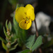 Viola demetria - Photo (c) Tig，保留所有權利
