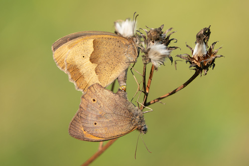 Maniola jurtina