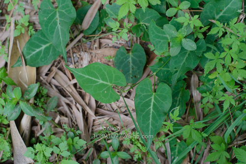 tuber fleeceflower