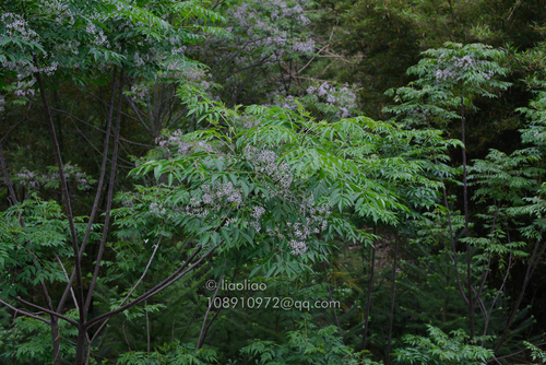 Chinaberry
