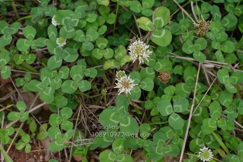 white clover