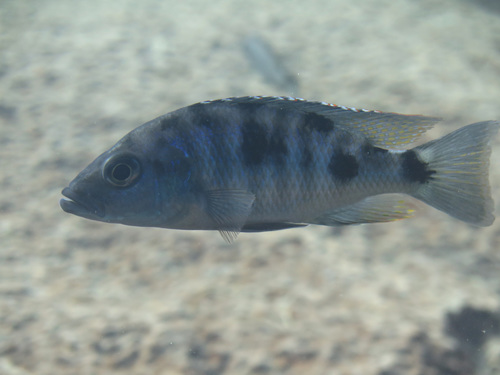 Otopharynx spelaeotes