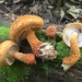 Decorated Pholiota - Photo (c) woodsy_hag, all rights reserved