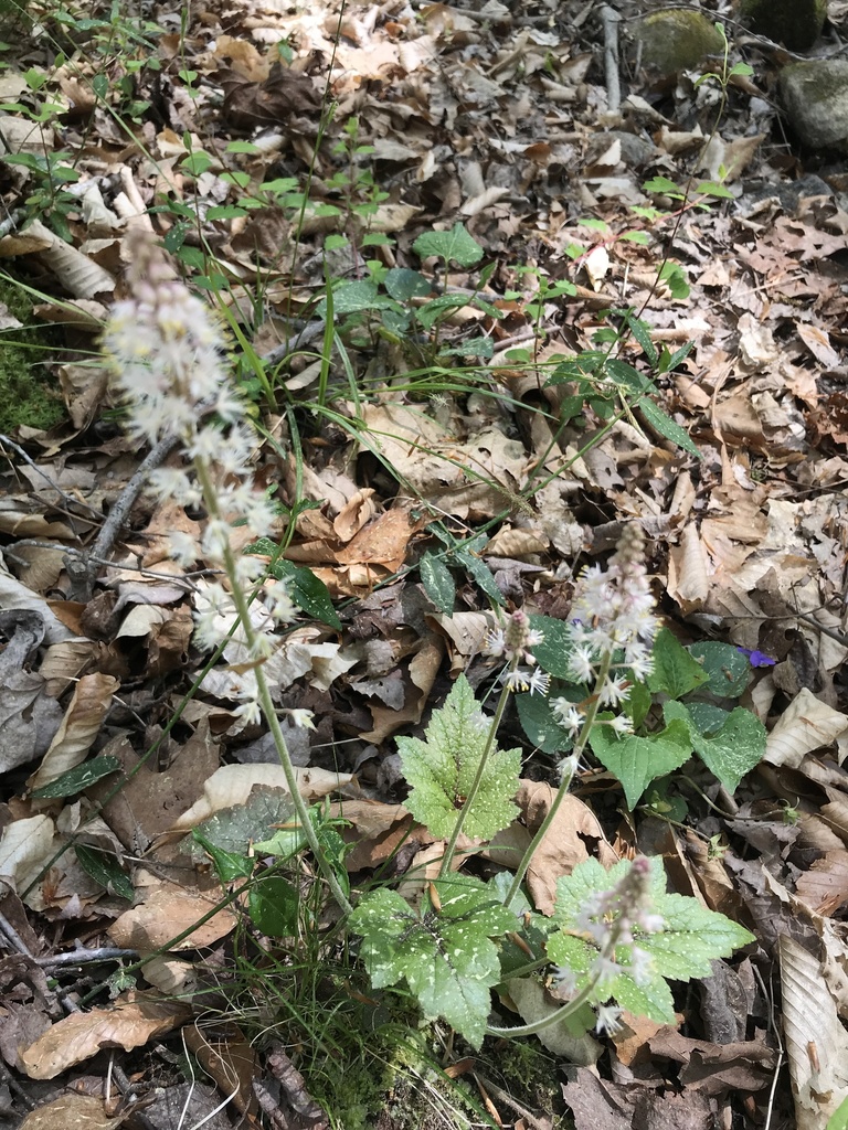 Heartleaf Foamflower from Briar Chapel Pkwy, Chapel Hill, NC, US on