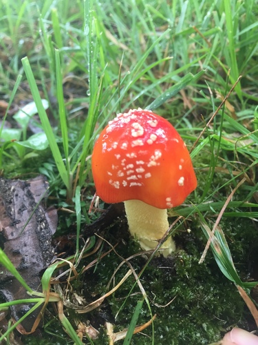 False Caesar's Mushroom
