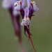 Linaria amethystea amethystea - Photo (c) Tig，保留所有權利