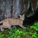 Mountain Lion - Photo (c) ryan_pennesi_photography, all rights reserved, uploaded by ryan_pennesi_photography