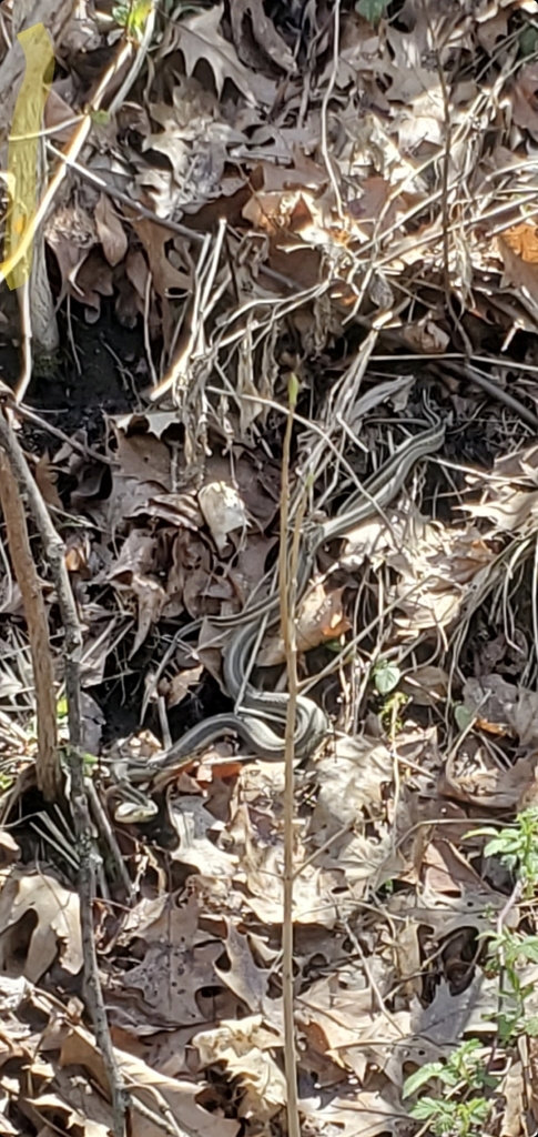 Garter Snakes from Akron, OH 44310, USA on April 09, 2021 at 02:56 PM ...