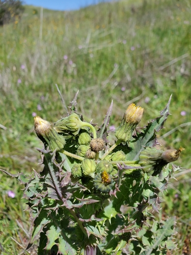 iNaturalist observation photo of prickly sowthistle