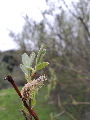 iNaturalist observation photo of Willows