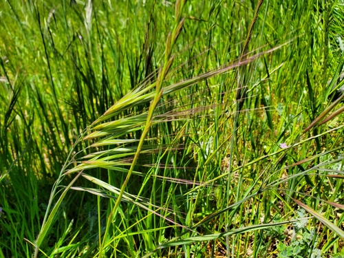 iNaturalist observation photo of great brome