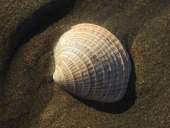 Image of Chione californiensis