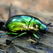 Escarabajo Verde Metálico - Photo (c) Eric Eberman, all rights reserved, uploaded by Eric Eberman
