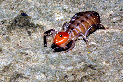 Ammotrecha chiapasi