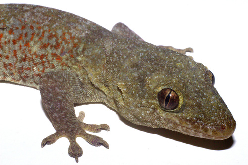 Saint George Island Gecko