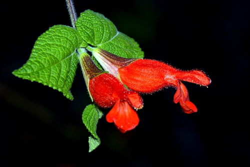 Salvia disjuncta