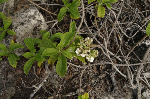 Tournefortia rufosericea image