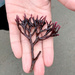 Flattened Ahnfelts Seaweed - Photo (c) Kevin Stinehart, all rights reserved, uploaded by Kevin Stinehart