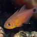Orangelined Cardinalfish - Photo (c) Joe Tomoleoni, all rights reserved, uploaded by Joe Tomoleoni