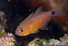 Orangelined Cardinalfish - Photo (c) Joe Tomoleoni, all rights reserved, uploaded by Joe Tomoleoni