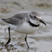 Wrybill - Photo (c) Steve Attwood, all rights reserved
