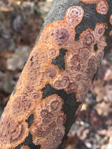 Spindulinis Raukšliagrybis nuotrauka