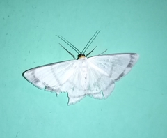 Image of Perigramma repetita