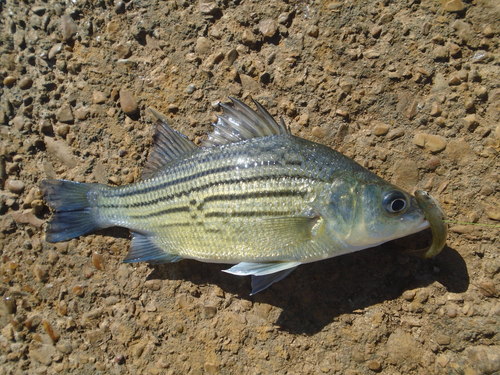 Yellow Bass