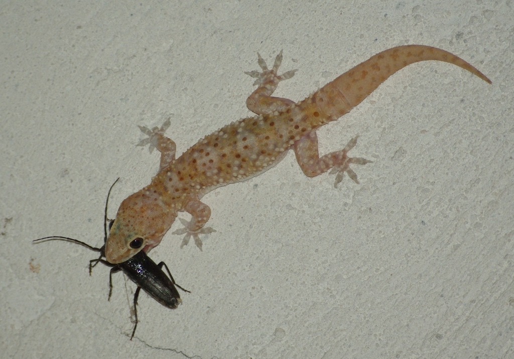Mediterranean House Gecko (Reptiles and Amphibians of Morocco ...