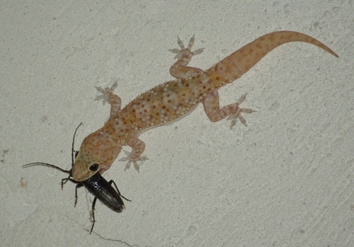 Mediterranean House Gecko Reptiles And Amphibians Of Morocco 