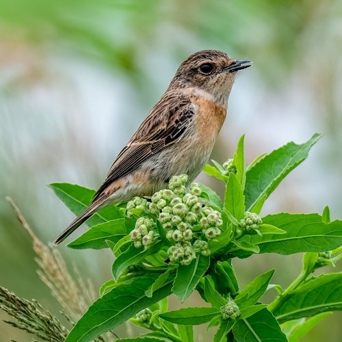 Amur Stonechat