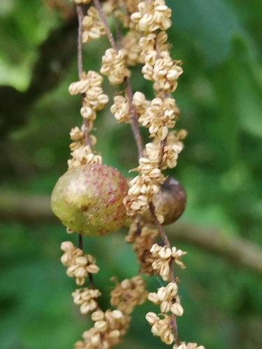 Common Spangle Gall Wasp