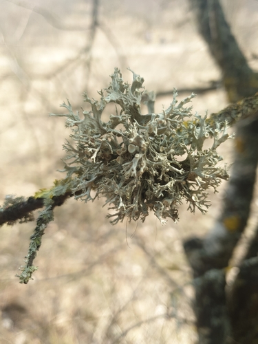 Lygiajuostė ramalina