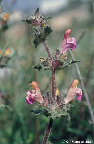 Shepherd's Sage (Salvia bracteata)